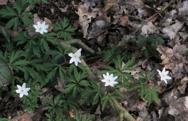 Wood Anemone